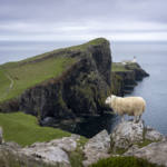 Schaf auf Felsen, dahinter Klippen und das Meer, auf der Klippe ein Leuchtturm