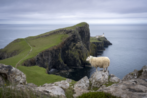 Schaf auf Felsen, dahinter Klippen und das Meer, auf der Klippe ein Leuchtturm