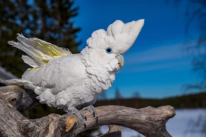 weisser Kakadu auf Ast sitzend mit blauem Himmel