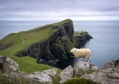 Schaf auf Klippe am Neist Point in Schottland