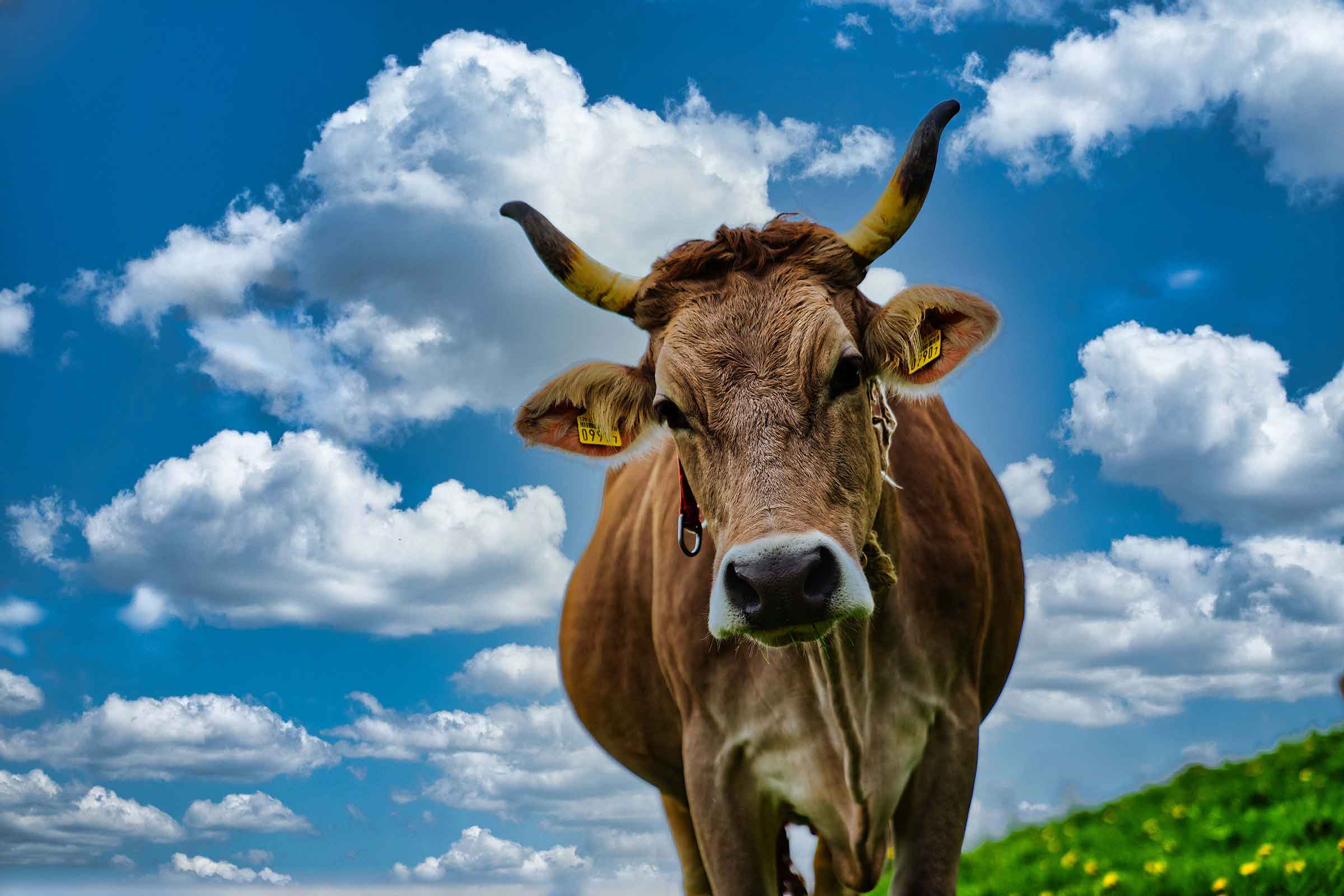 Kuh vor blauem Himmel mit Wolken