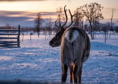 Rentier in Finnland von hinten