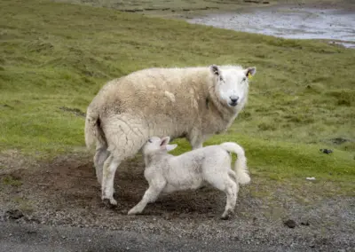 Schaf säugt Lamm in Schottland