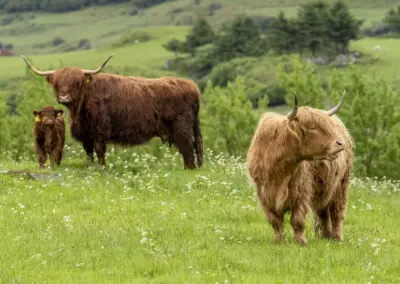 Drei schottische Hochlandrinder