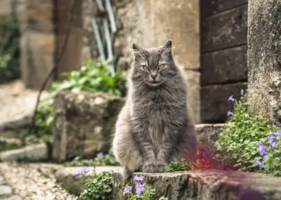 graue Katze sitzt in Mittelaterstadt