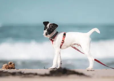 Parson Russell Terrier am Strand