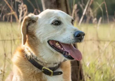 Hundeportrait im Gras, hächelt