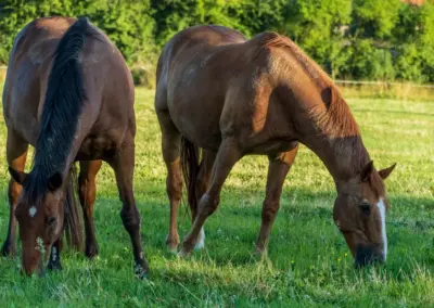 zwei Pferde am grasen