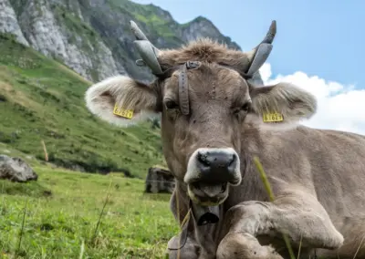 Kuh liegend auf der Schwägalp