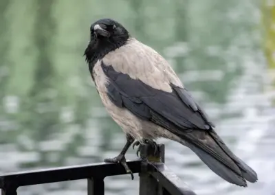 Rabenvogel blickt über seine Schulter