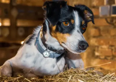 Hundeportrait im Stall