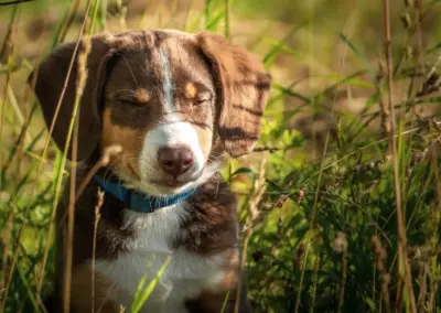 Welpe mit geschlossenen Augen im Gras sitzend