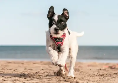 Hund rennt auf dem Strand
