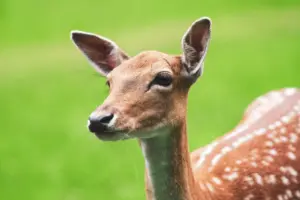 Reh Portrait