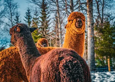 Alpakas in Schweden