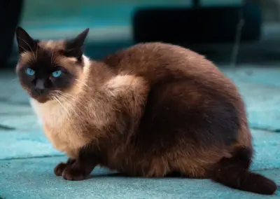 Siam Katze sitzt am Boden