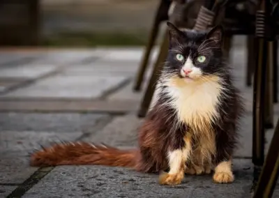junge Katze sitzt am Boden