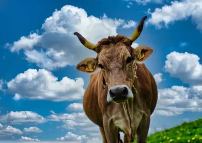 Appenzeller Kuh vor blauem Himmel mit Wolken