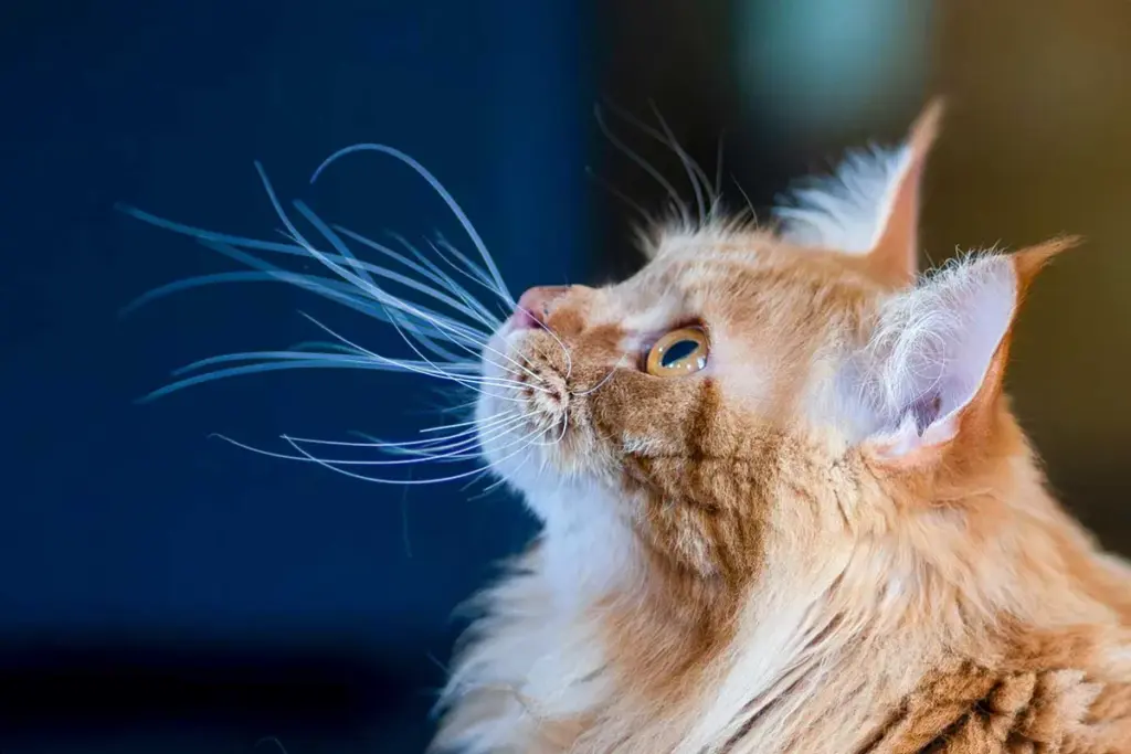 roter Kater, Seitenportrait