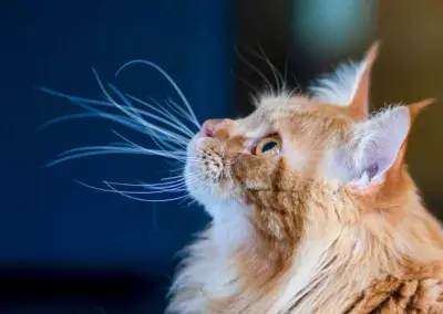 roter Kater, Seitenportrait