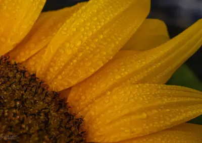 Sonnenblume mit Tautropfen