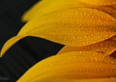 Sonnenblumen mit Wassertropfen