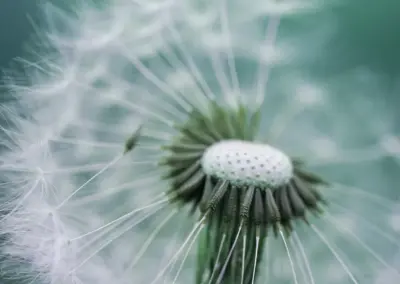 Pusteblume
