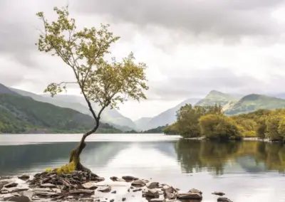 der Lone Tree in Nordwales